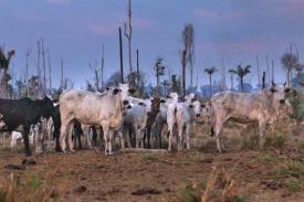 Photo of cattle in denuded forest